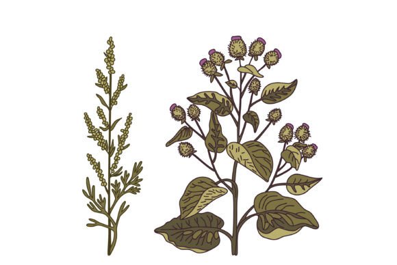 Botanical Medicinal Plants Isolated: A Valuable Resource for Designers and Health Enthusiasts