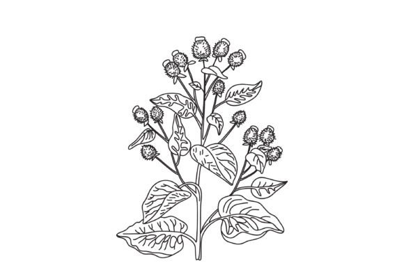 Line Art Medicinal Plant Isolated Bg: A Versatile Design Element for Modern Creative and Commercial Use